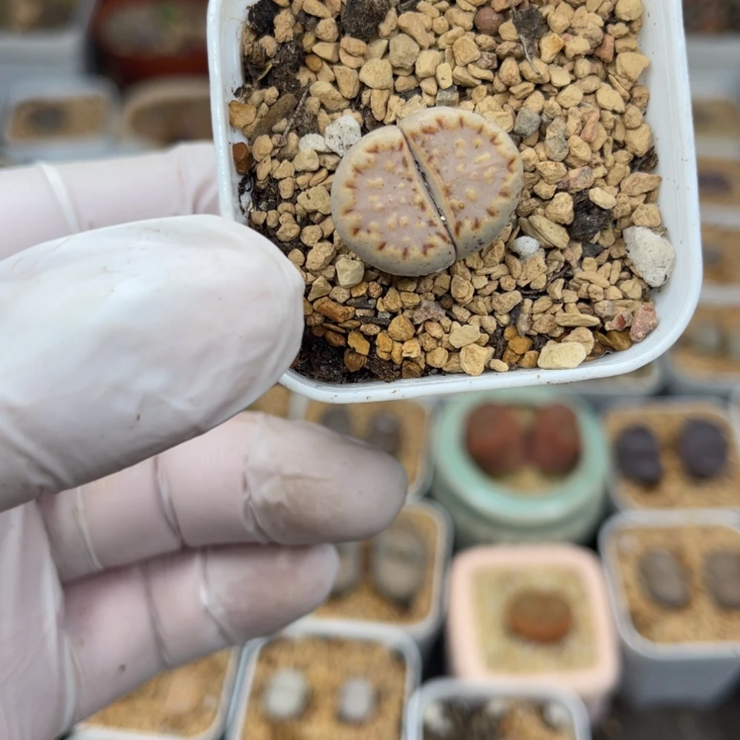 多肉植物一物一拍38