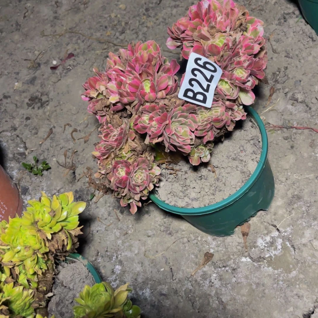 香妃法师28///-35包邮