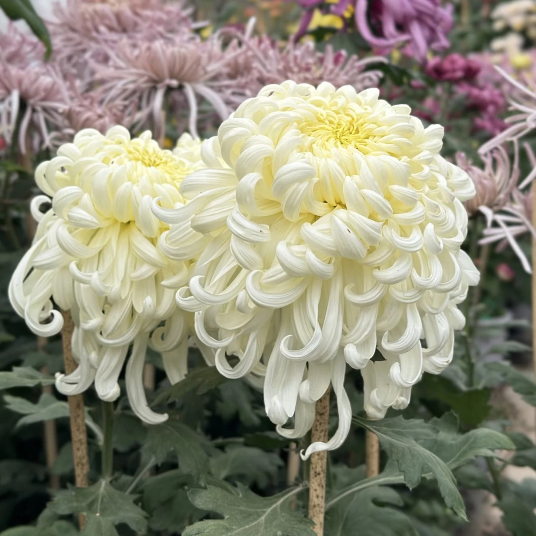 精品独头菊【国华银越山】独头菊 大花型菊花盆栽当年开花多年生