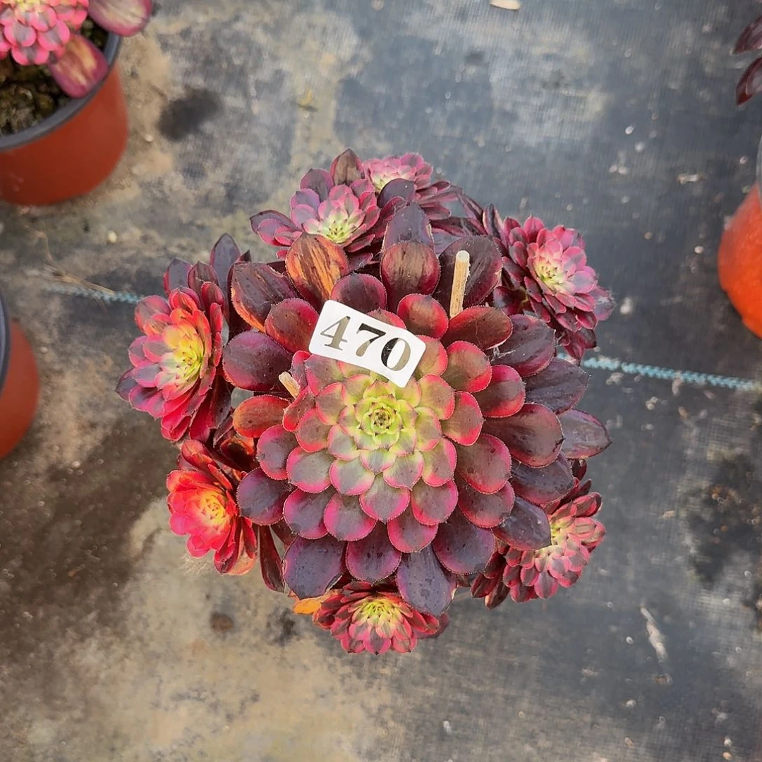 470黑天鹅嫩桩多肉植物