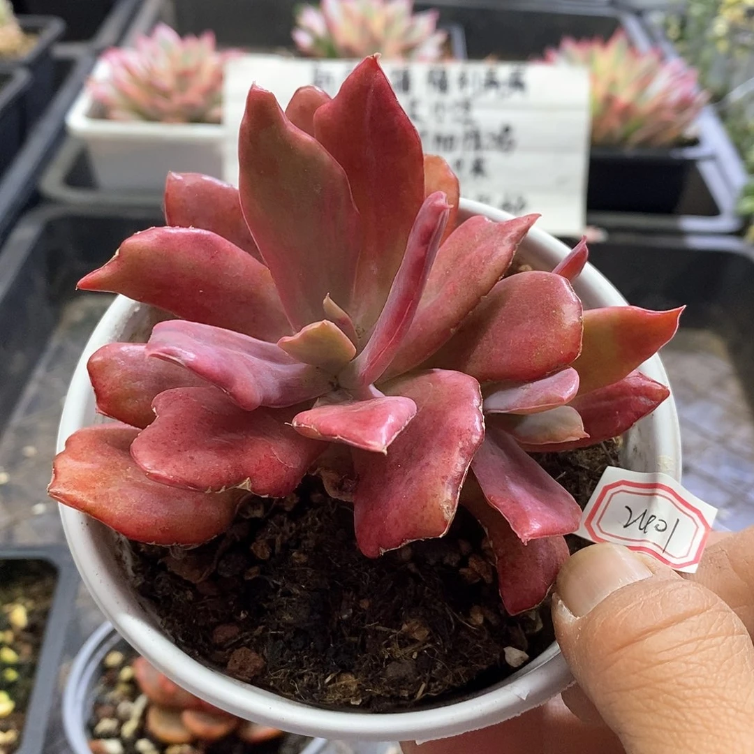 2401钻石锦双头多肉