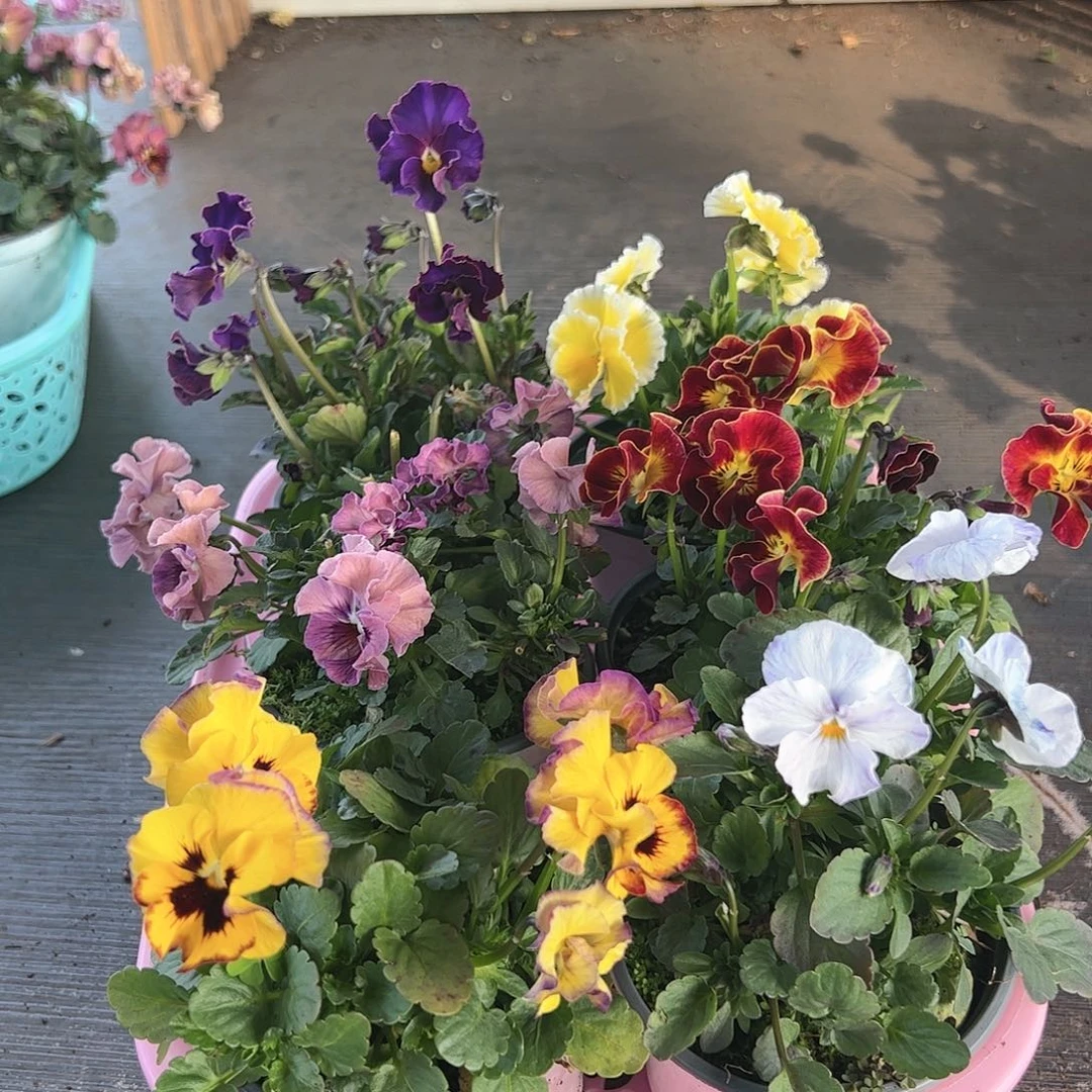 【闪购商品】090号