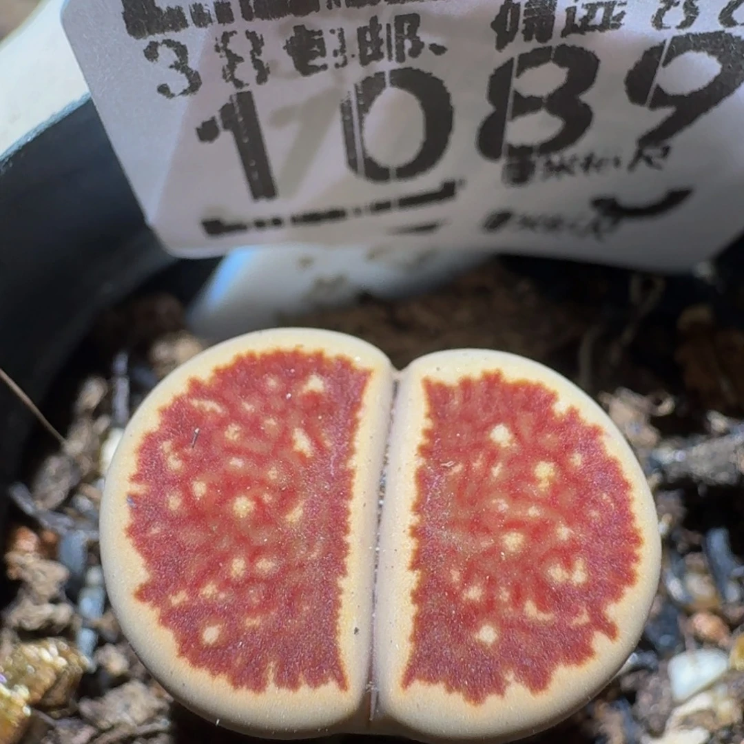 zzzzz生石花肉锥1089