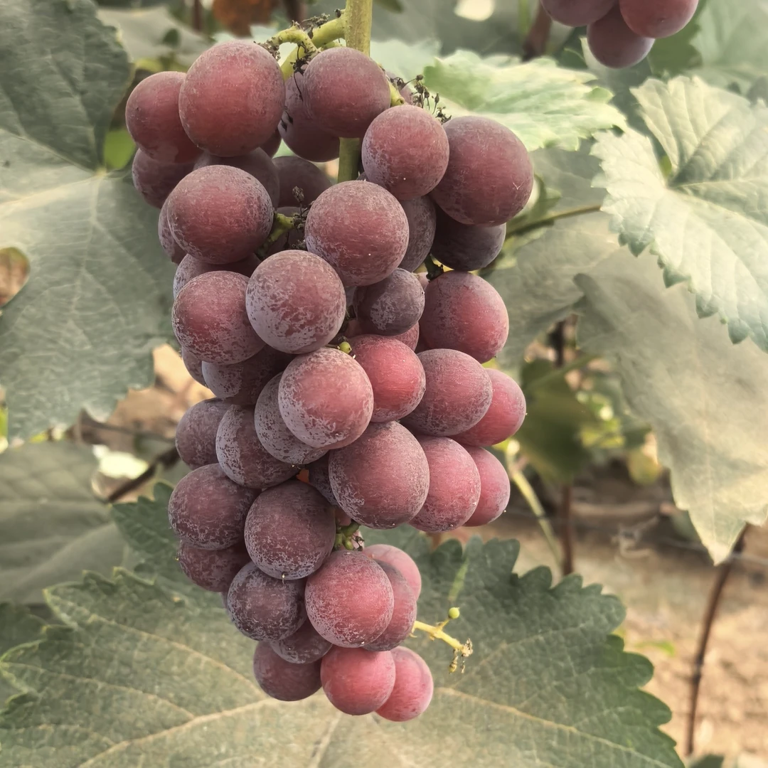 顺丰包邮晚熟巨峰葡萄新鲜葡萄脆甜多汁带箱发货