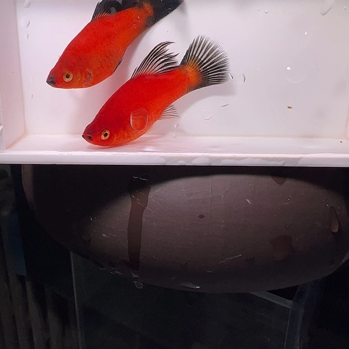 虎皮鱼黑尾猫高鳍2条装