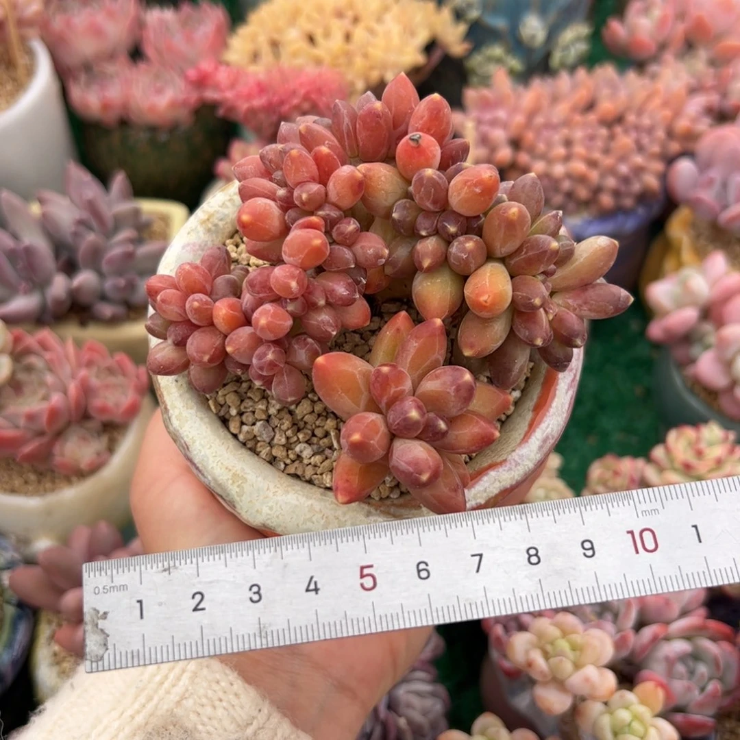 609多肉植物组合盆栽