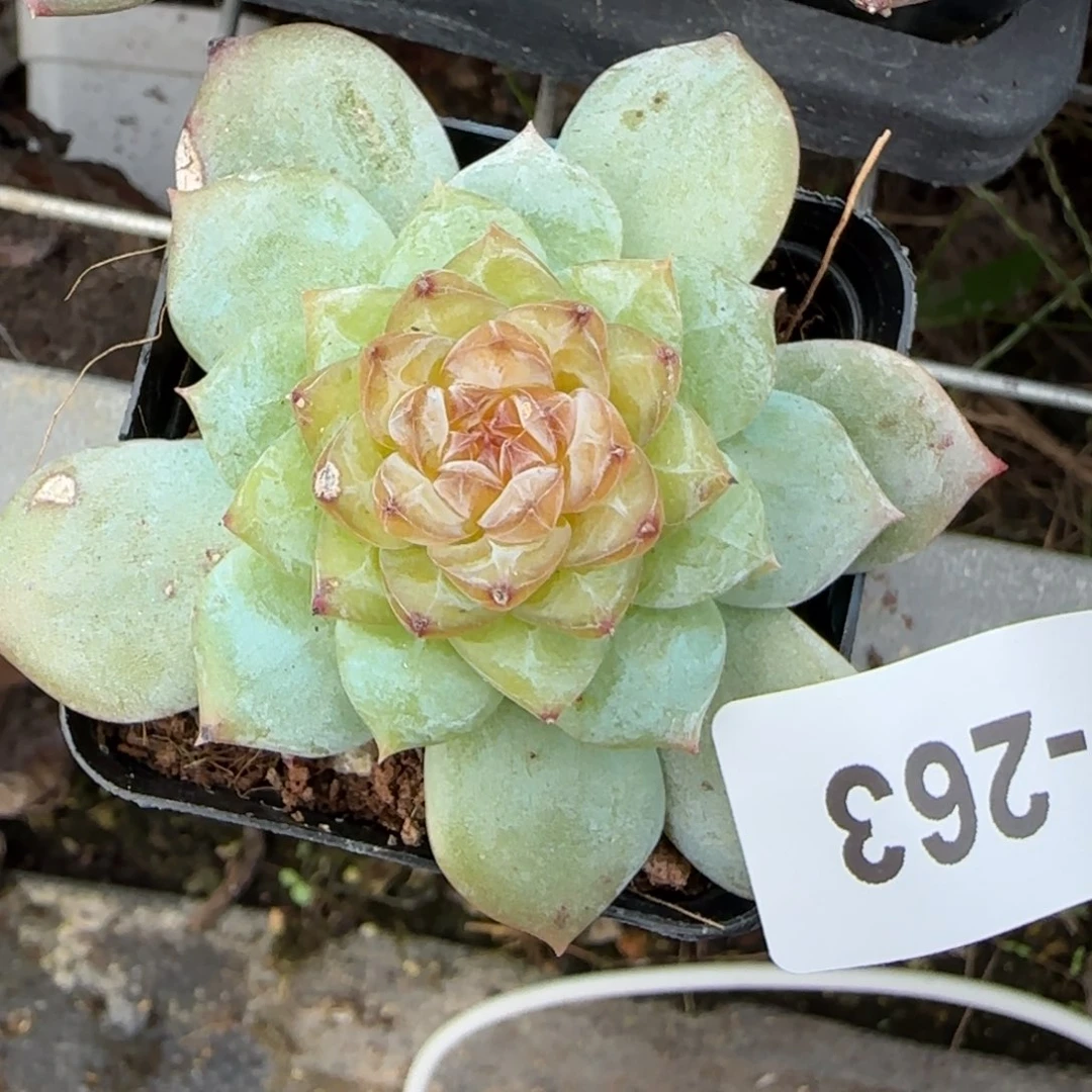 小卡拉米糖心一物一拍