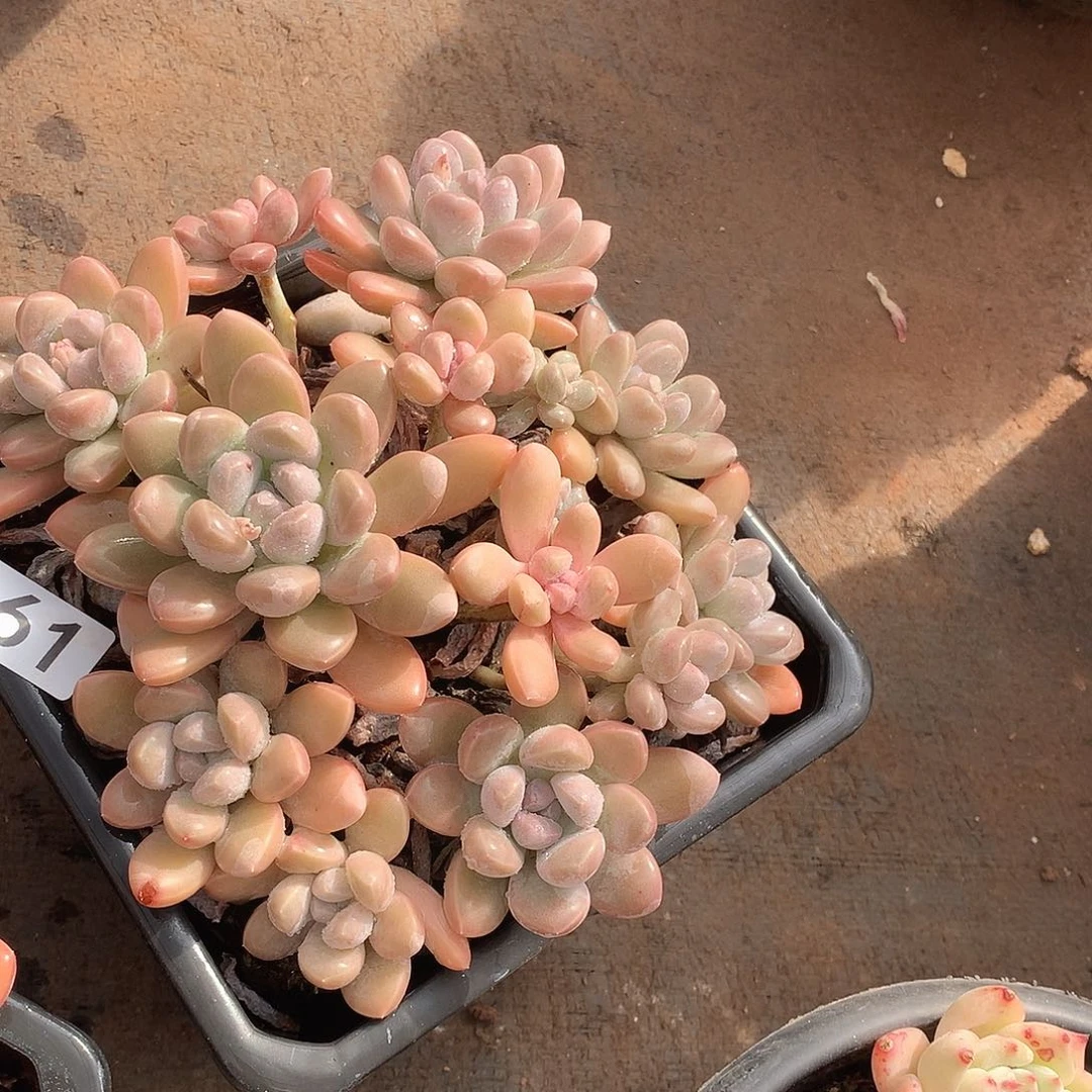 861香玉一物一拍多肉