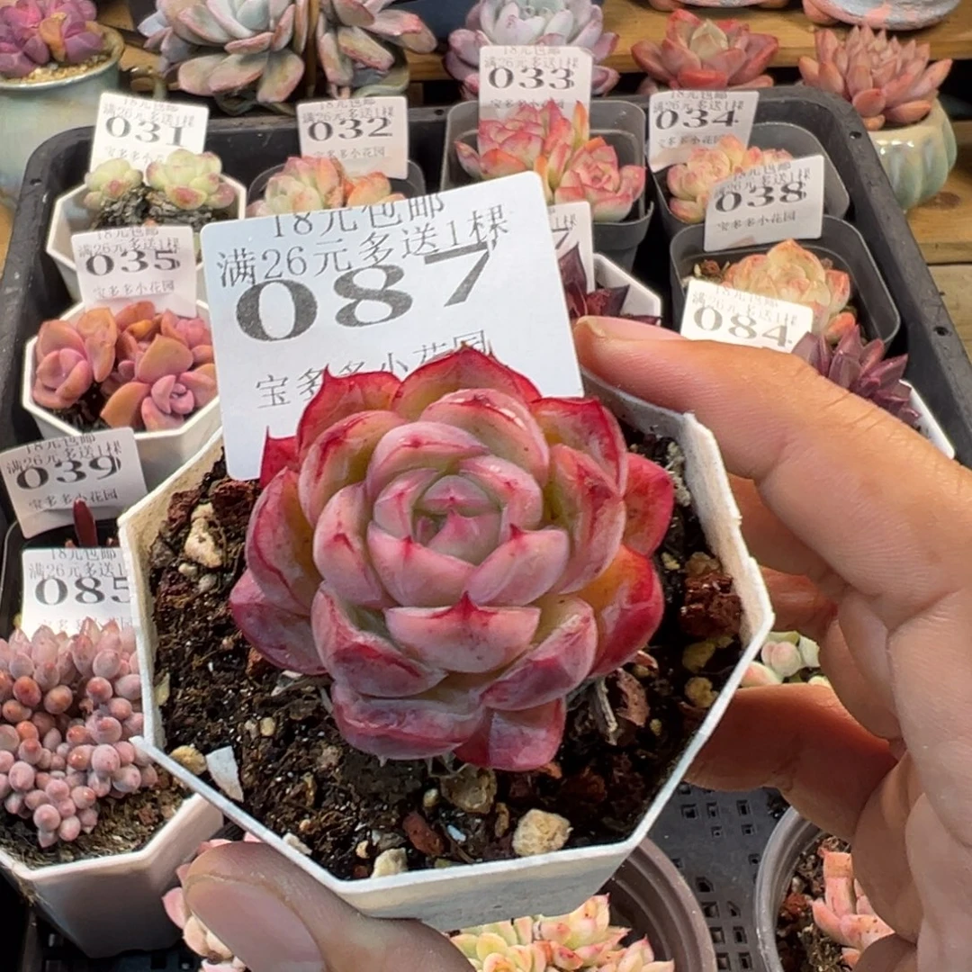 蔓越莓4.5cm 一物一拍多肉满18元包邮明天发货