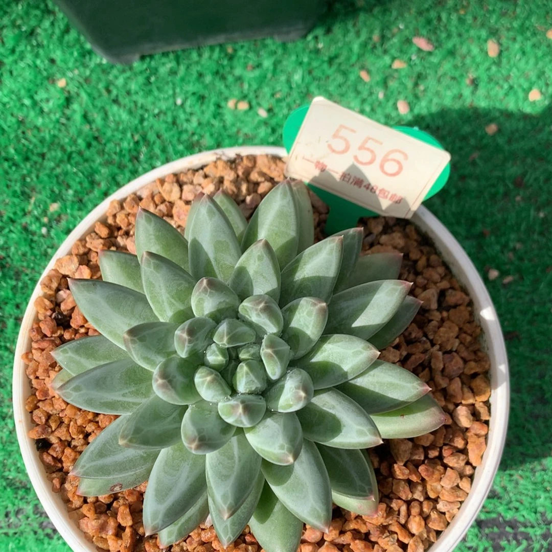 胖体青花瓷单头556