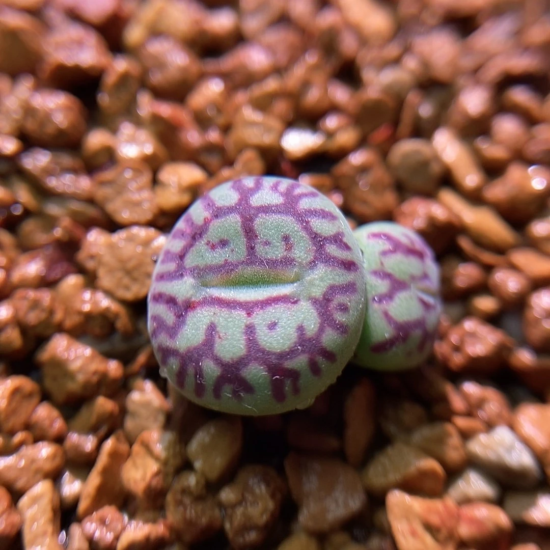 八重墨一颗双头开花株包邮