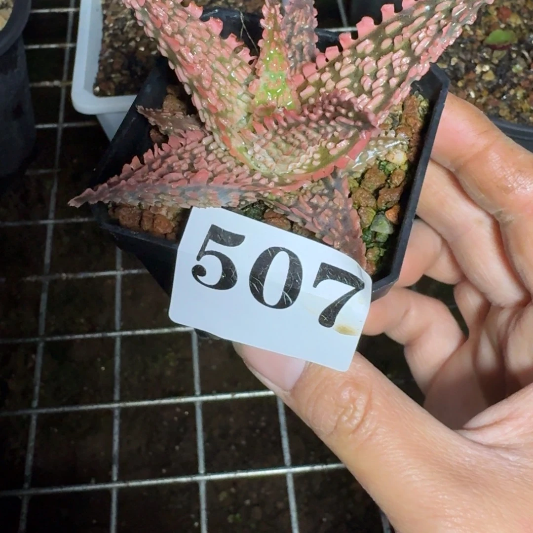 园艺芦荟多肉植物