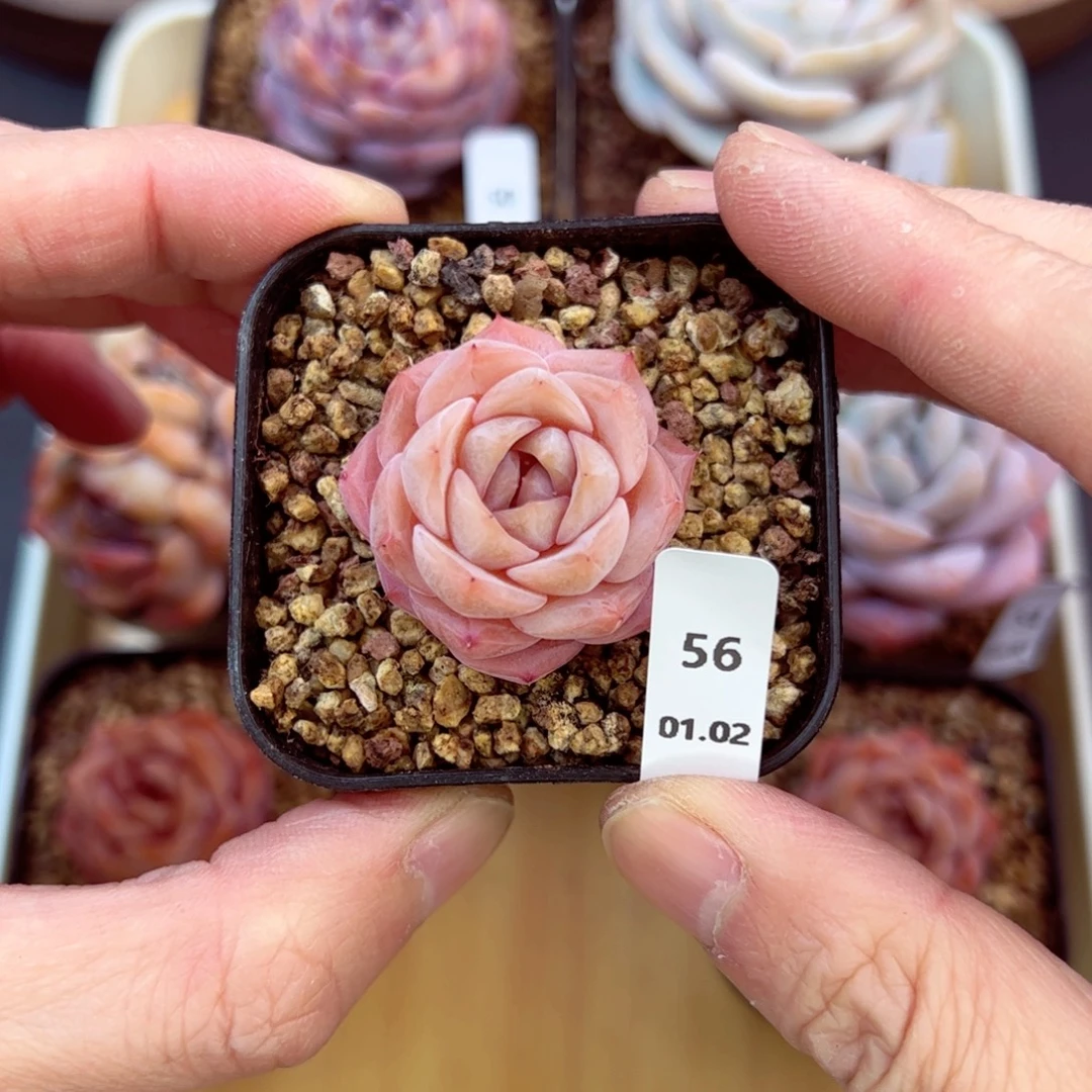 好好看56、哈哈哈哈