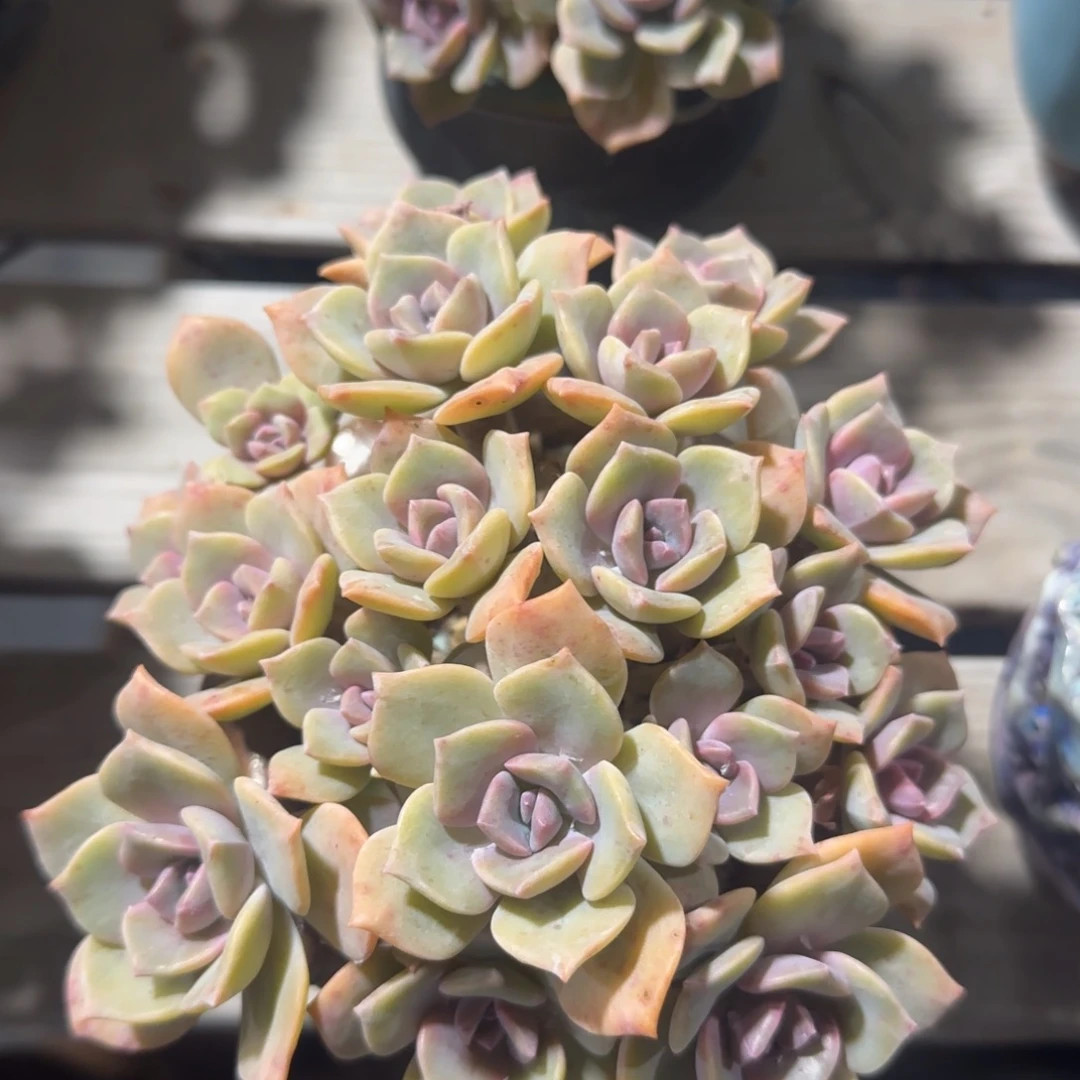 老桩彩虹糖一物一拍