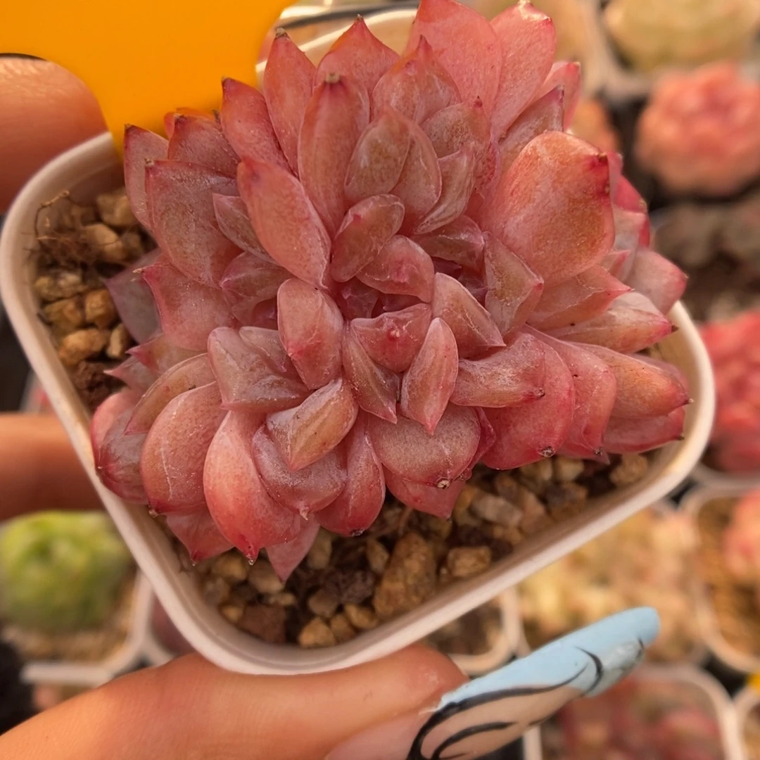 糖心琥珀缀化960号