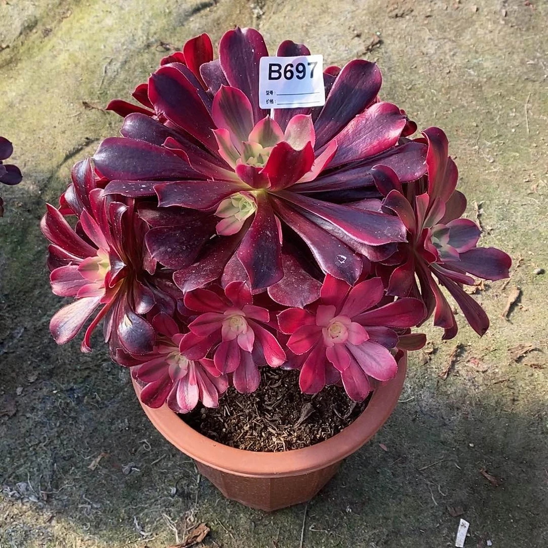 美杜莎多肉植物697