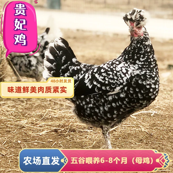 锦羽母鸡【贵妃鸡】6-8个月谷物饲养+科学生态散养贵妃鸡一只3斤重