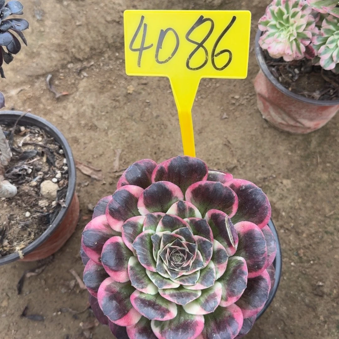 4086---纳福多肉植物