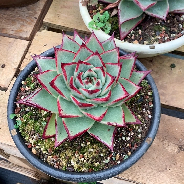 美肉特价活动开始啦