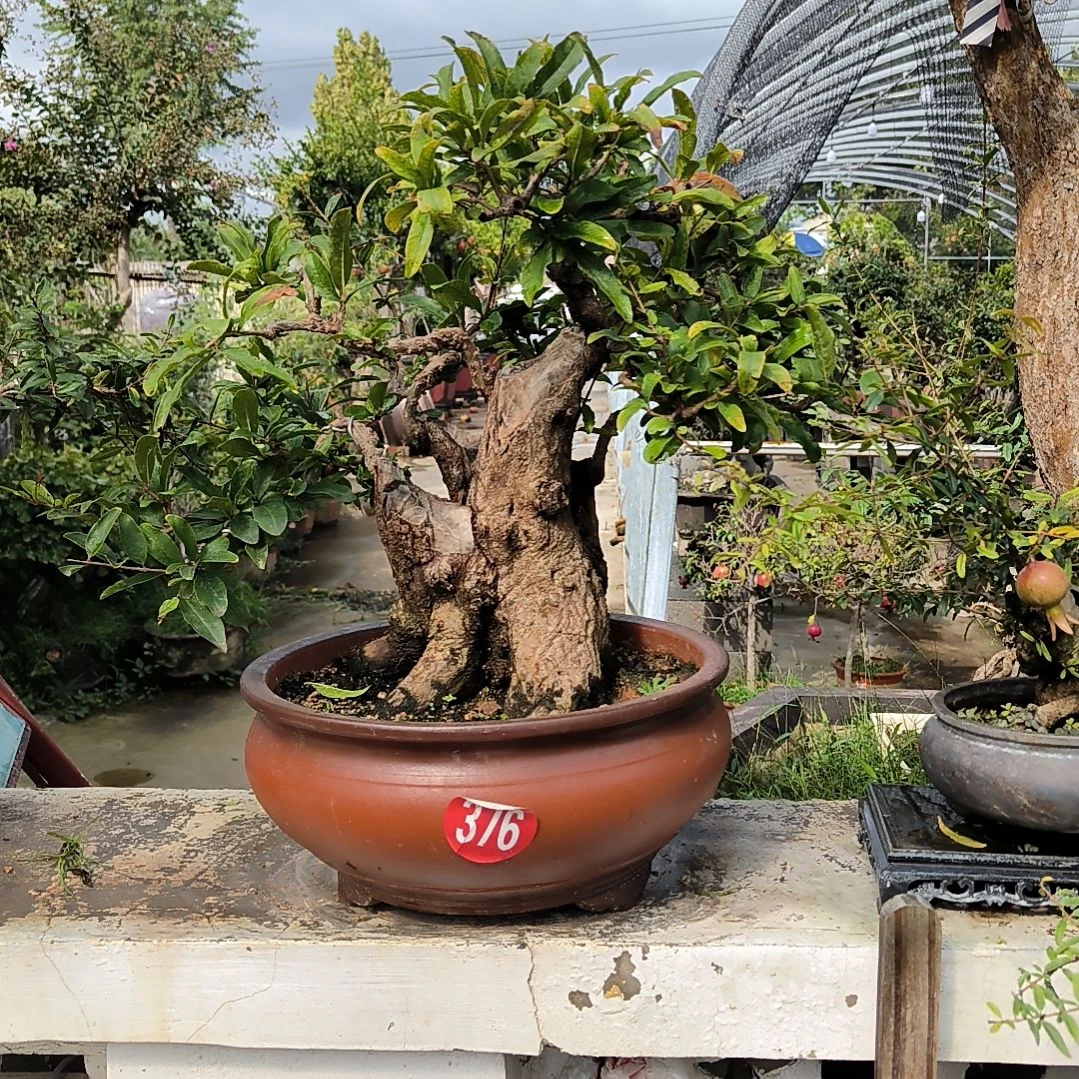 石榴盆景南北方种植