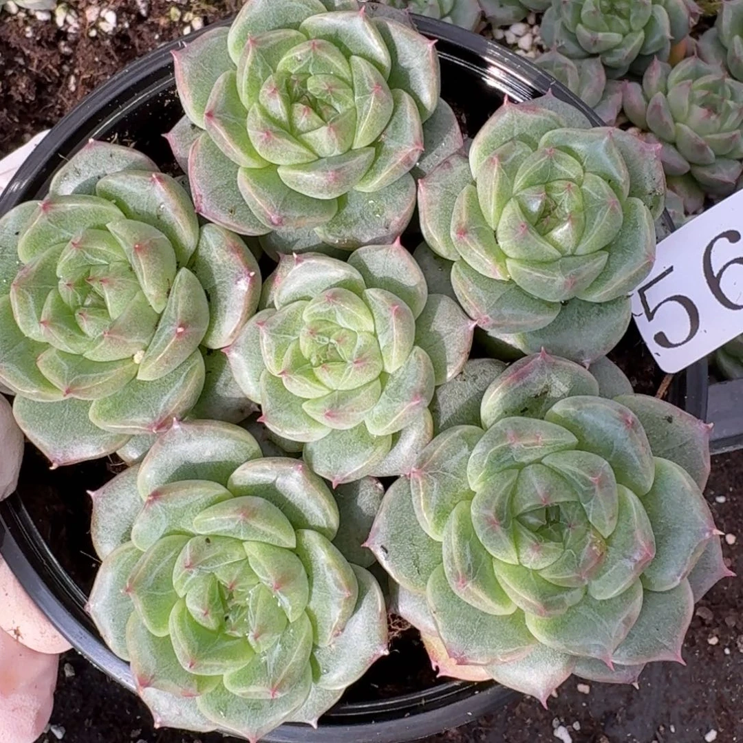 多肉植物多肉植物562