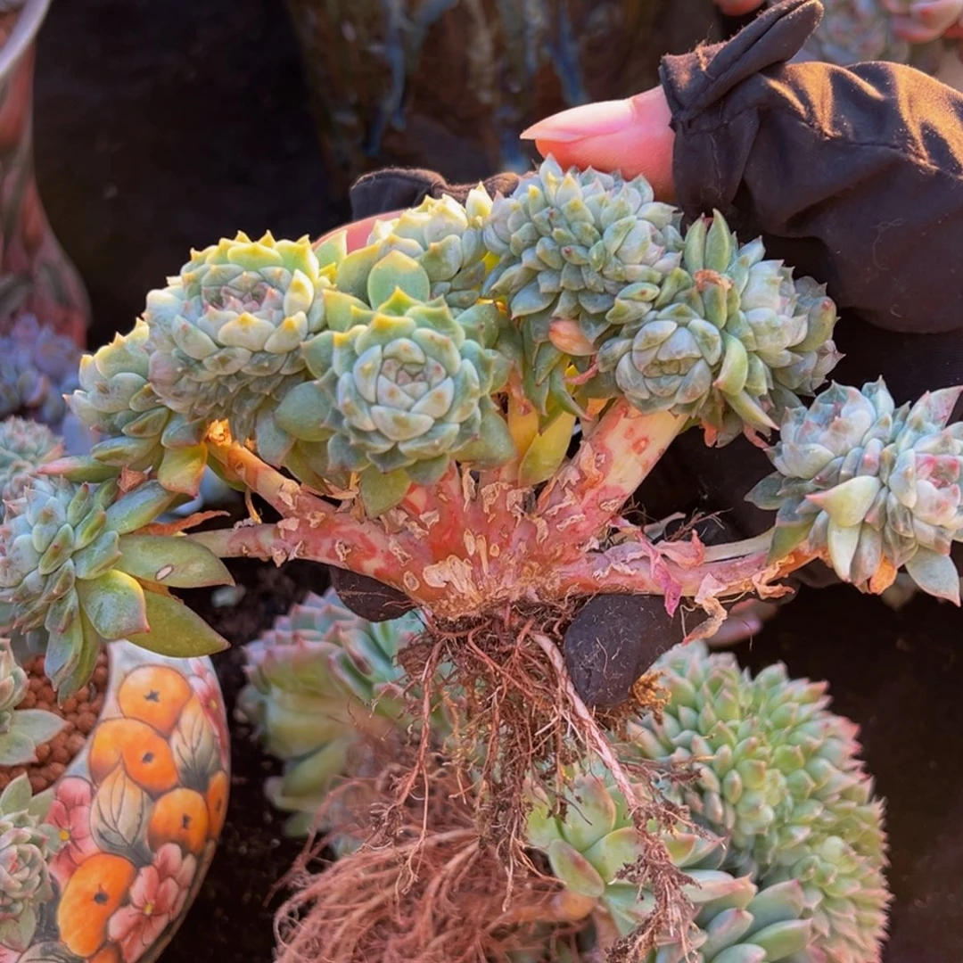 黄粉心冰魄缀13朵朵缀