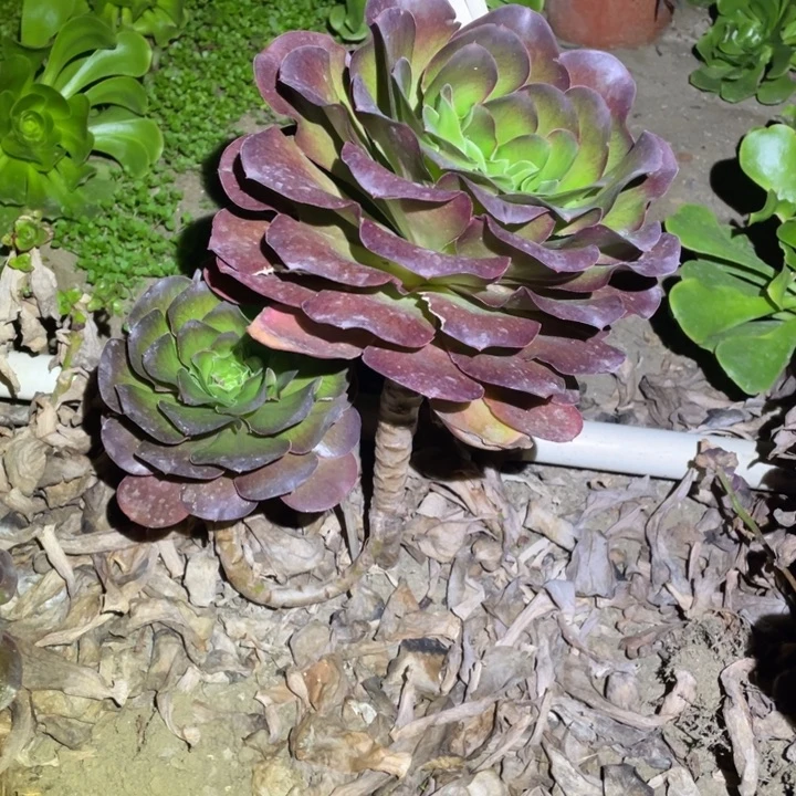 媚金玫瑰法师多肉植物