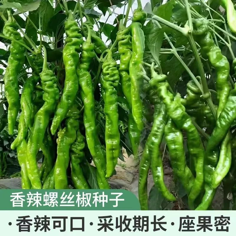 春季螺丝椒种子蔬菜种子辣椒种子杂交高产香辣特大螺丝椒种子罗