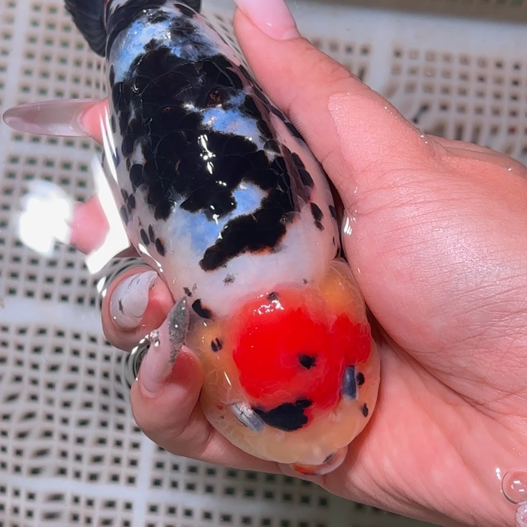 可***3金鱼不拍包装运费到付，拍包装包邮