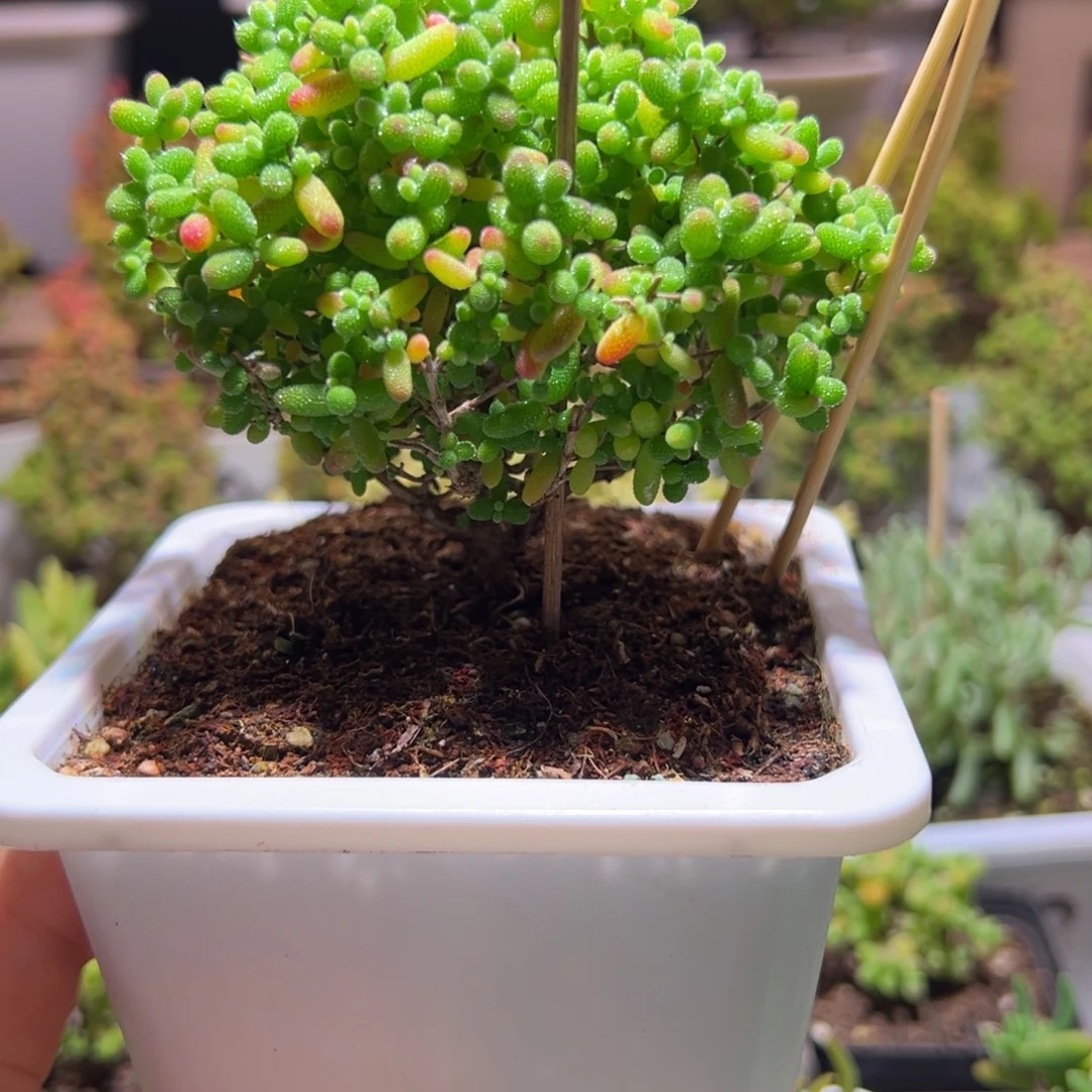 小***宅蜜橘带盆土发货一物一拍