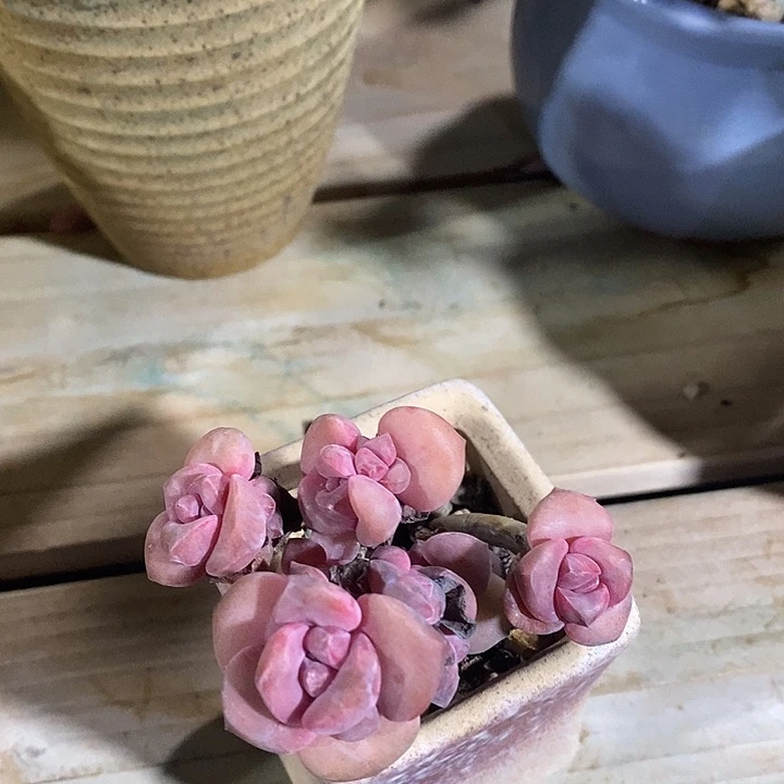 熙诚精品多肉彩虹糖007