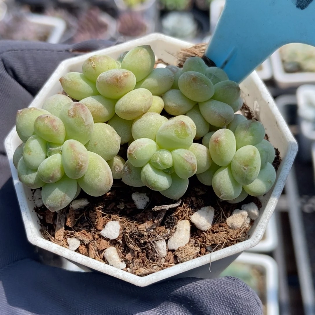 001阳光玫瑰多肉植物百科名片