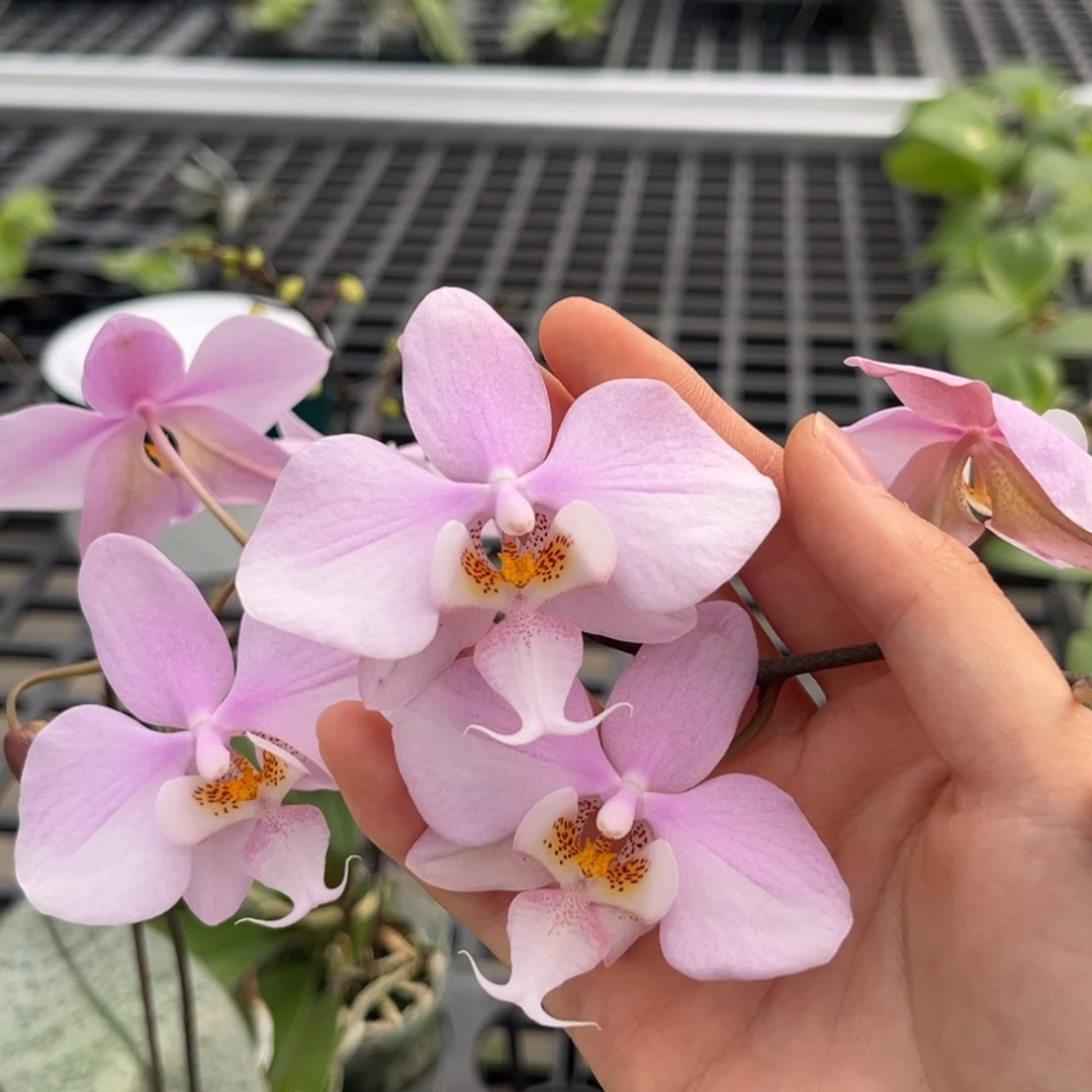 完全开放2.5寸23fv开花株