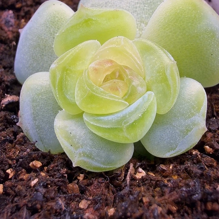 独家白奈五公分盆口