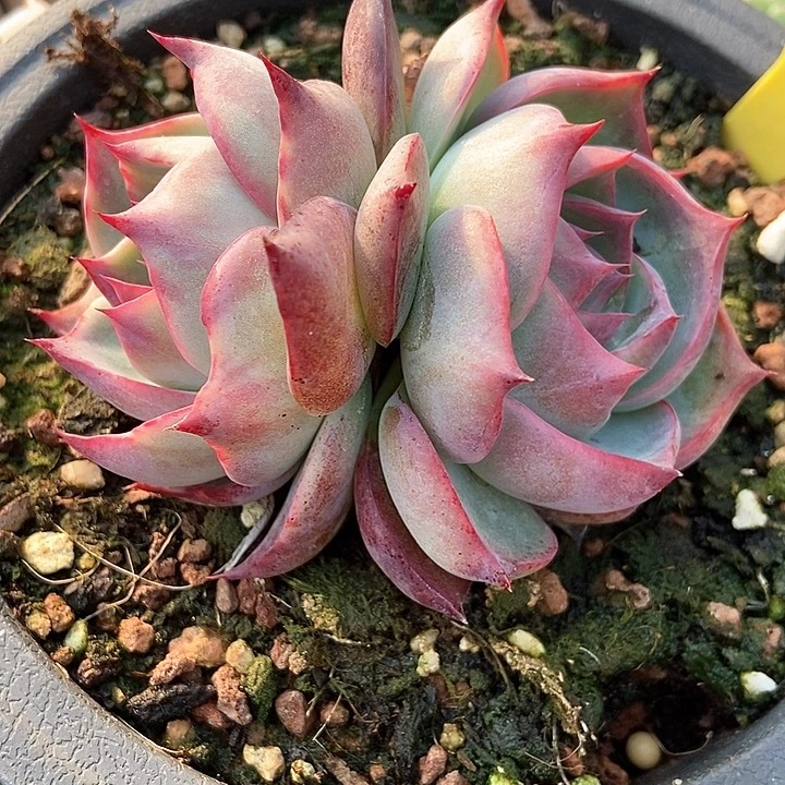 多肉植物二代惊鸿1856