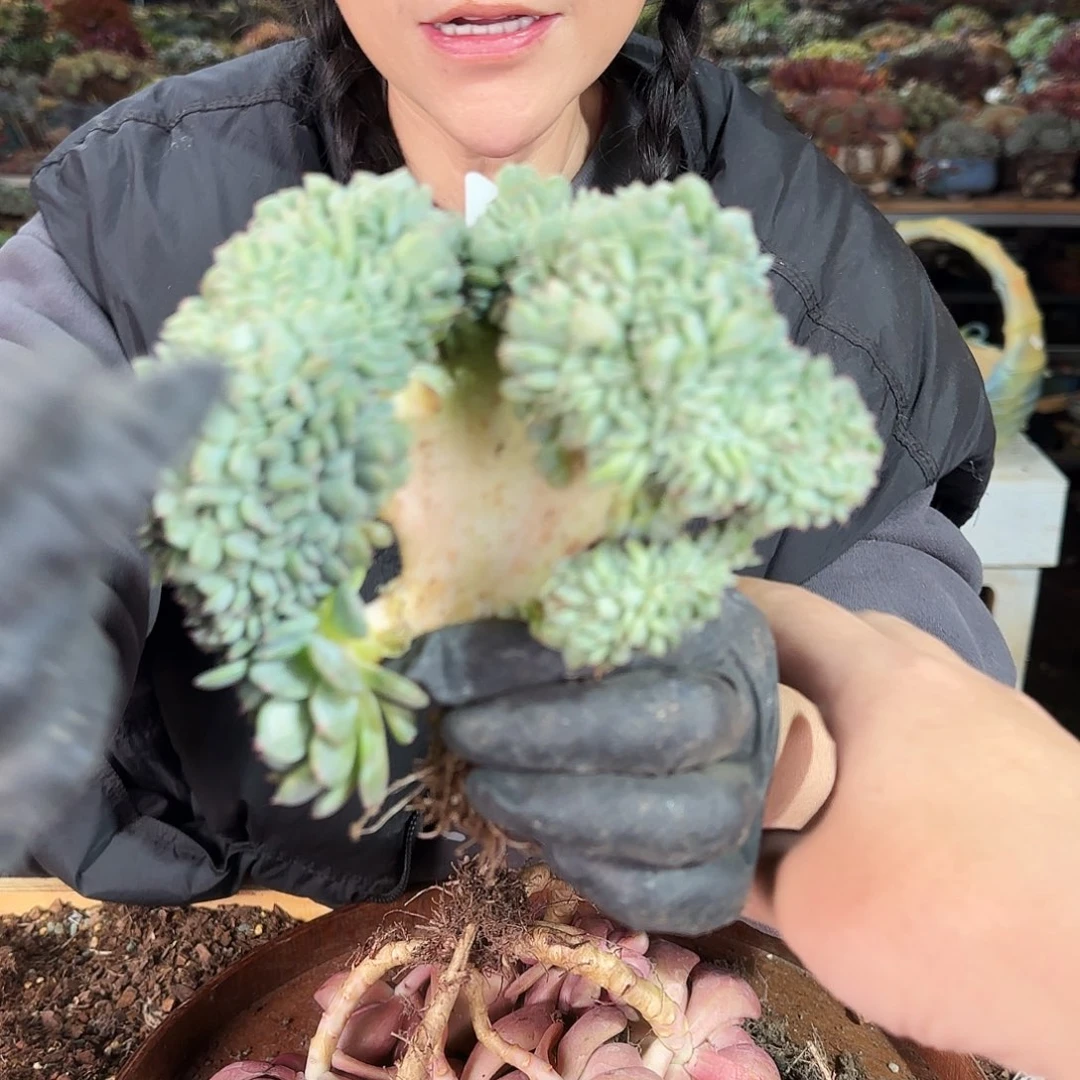 0606号白胖子缀48       肉