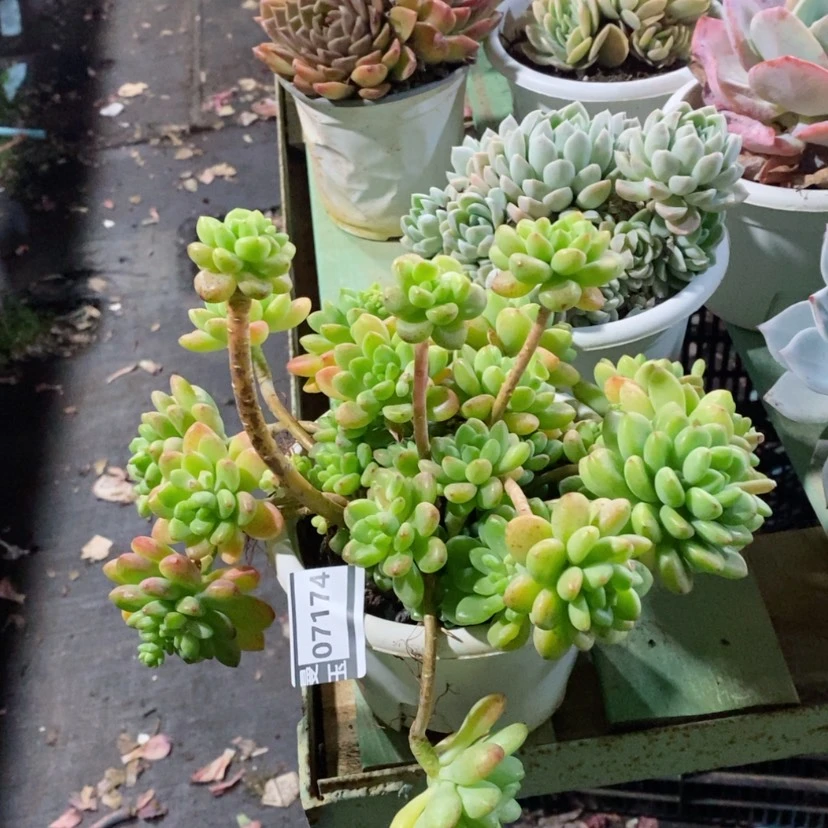 【闪购商品】香格里拉07174