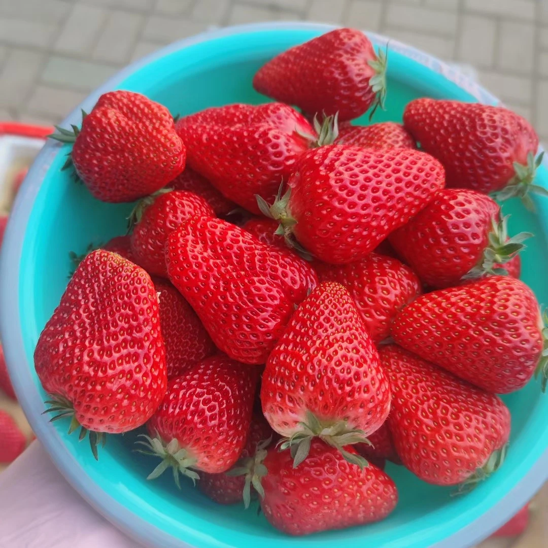【辽宁省级示范东鹏家庭农场】无公害九九草莓(果王2斤净重）【孕妇小朋友专属】99草莓辽宁省