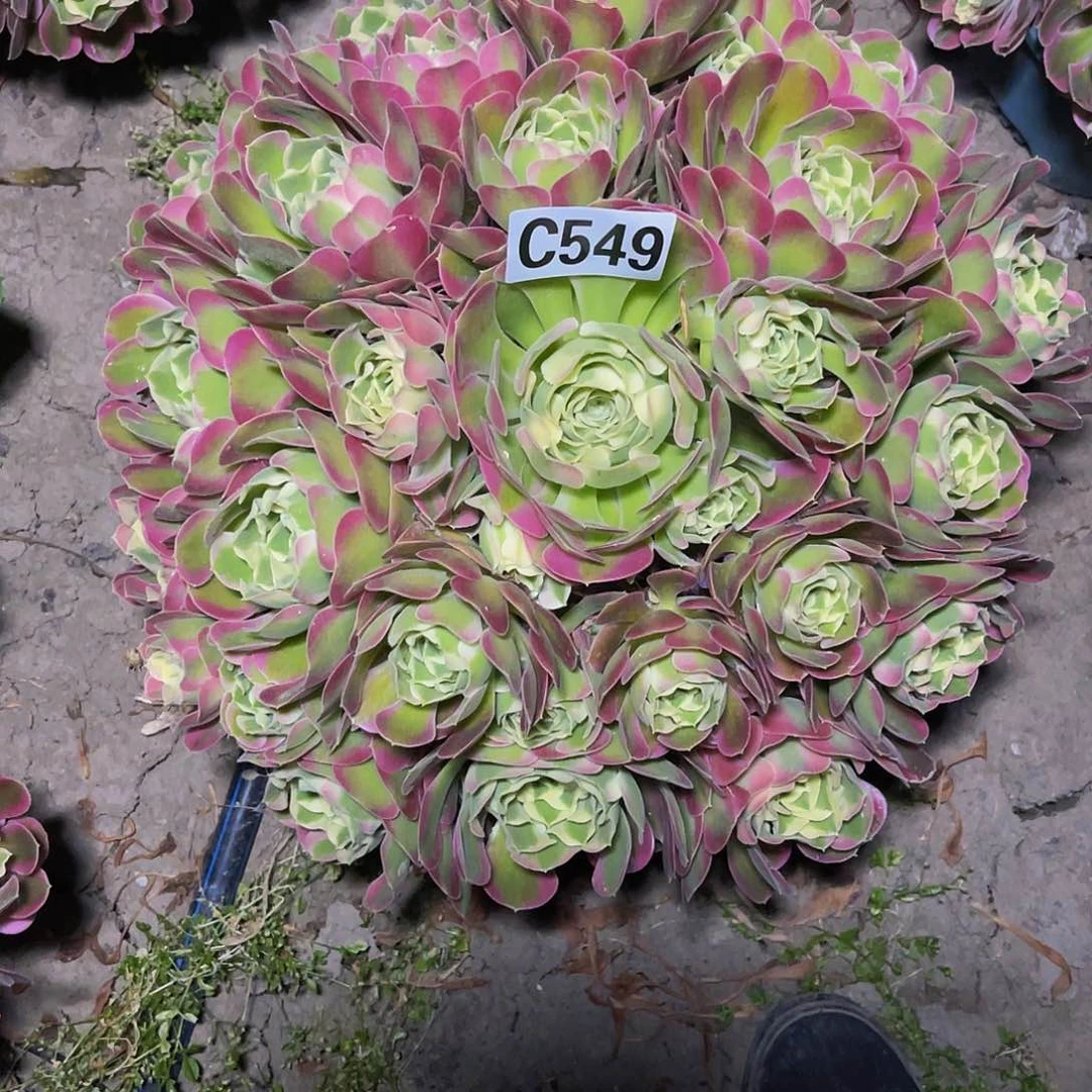 白凤法师15-48包邮