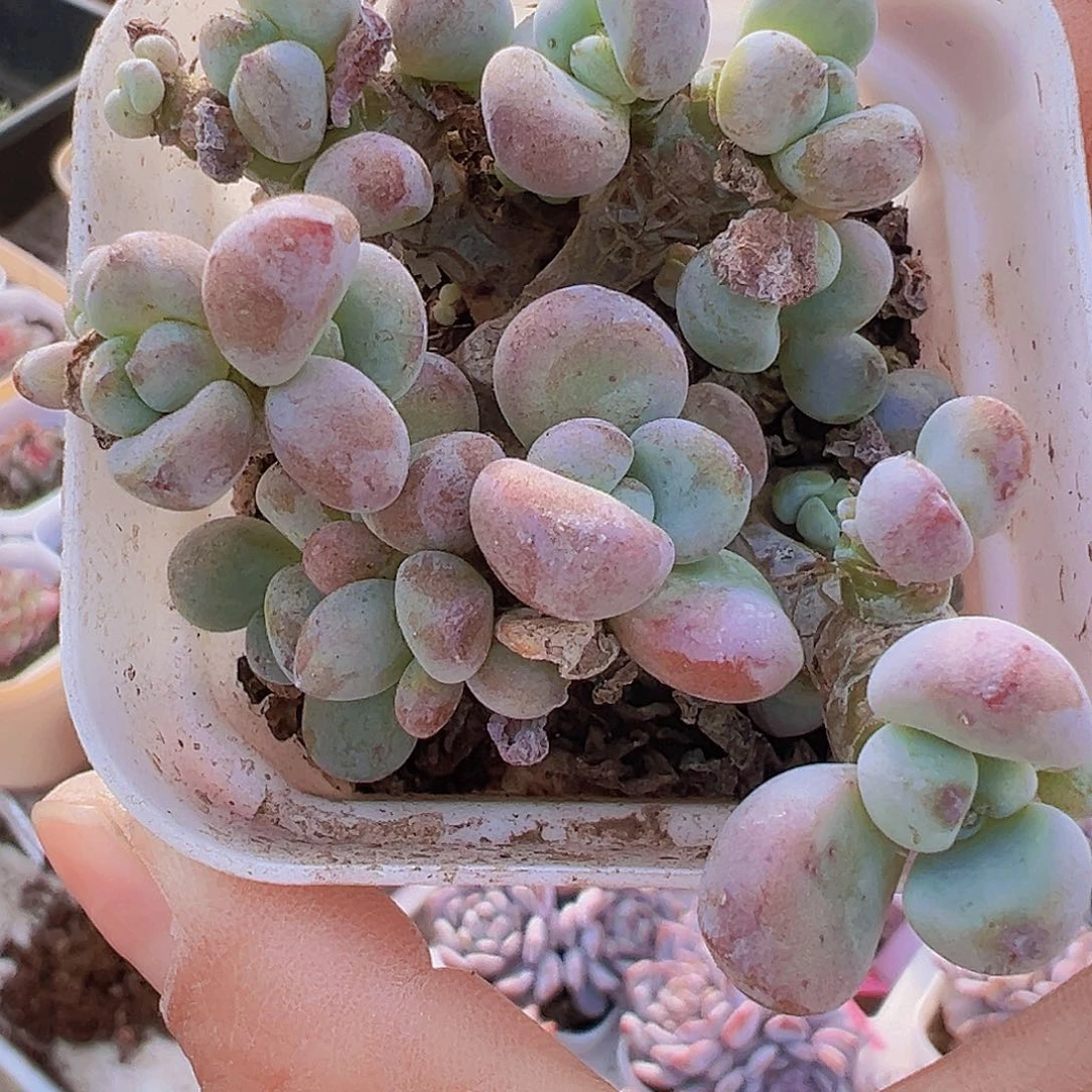 劳尔群19包邮多肉植物