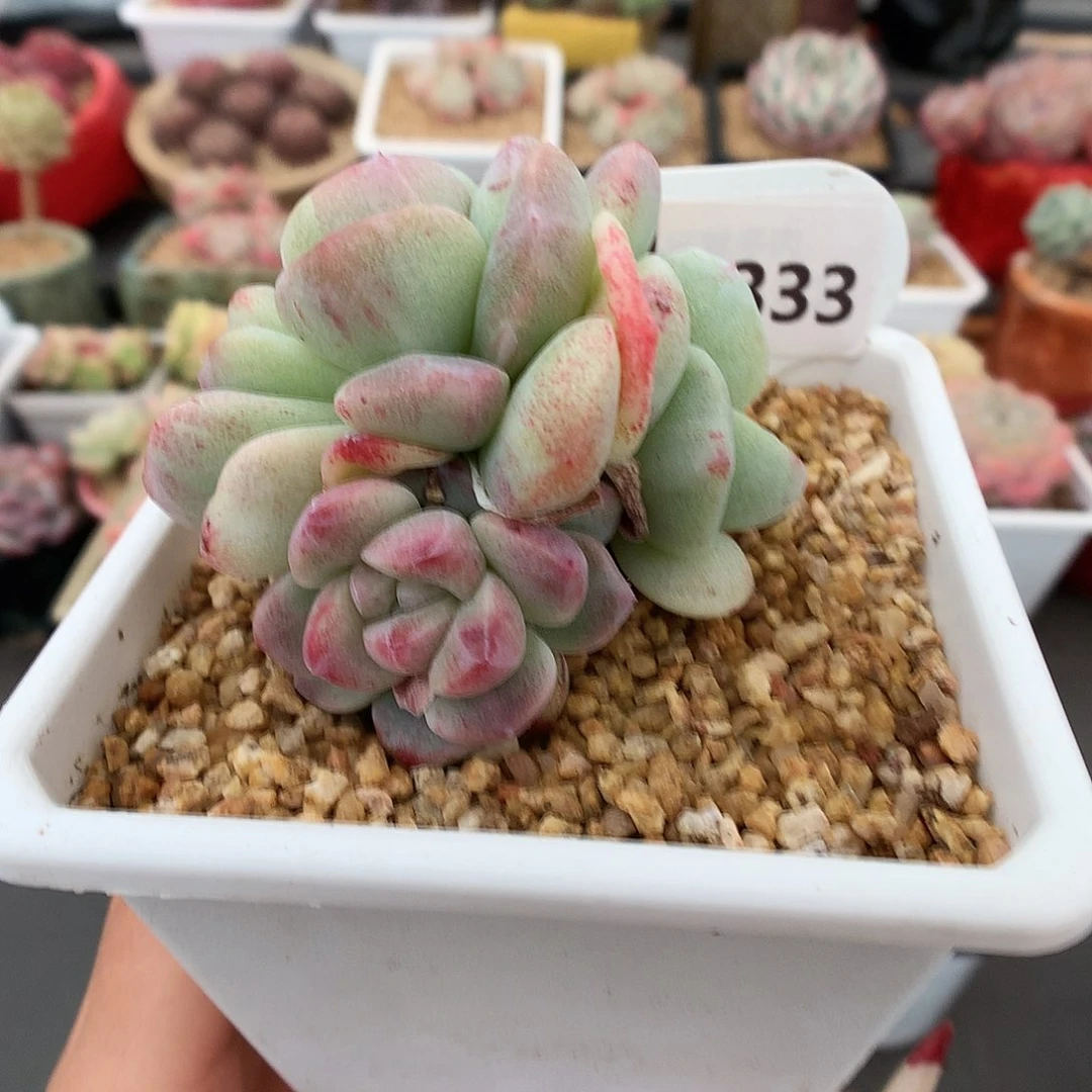 333三头异色冰玉石化多肉植物