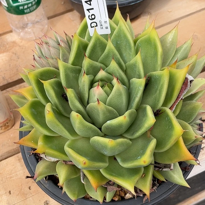 若如东云单拍D614