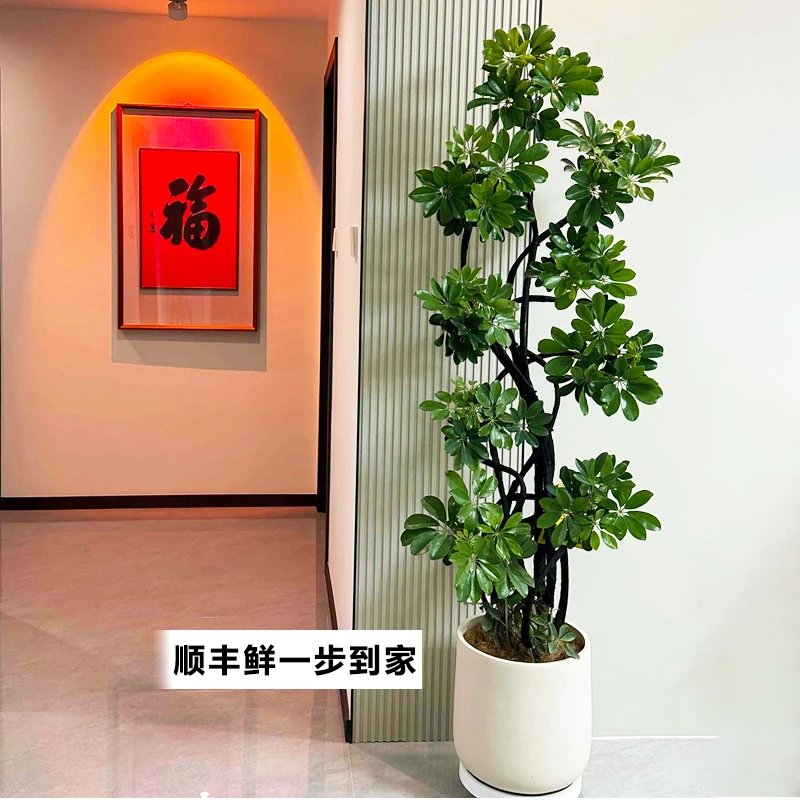 造型摆件鸭脚鸭掌鹅掌柴绿植客厅室内鸭脚鸭脚鸭脚木鸭脚木大盆栽