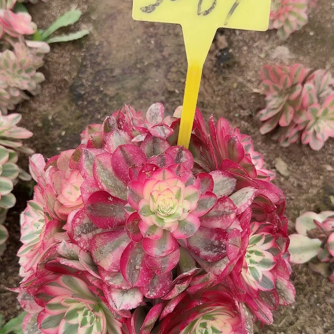 5-89---倾城之恋多头