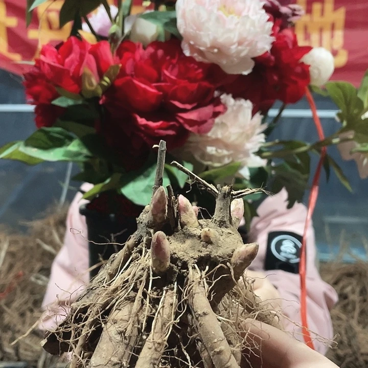 完全开放芍药2棵苗