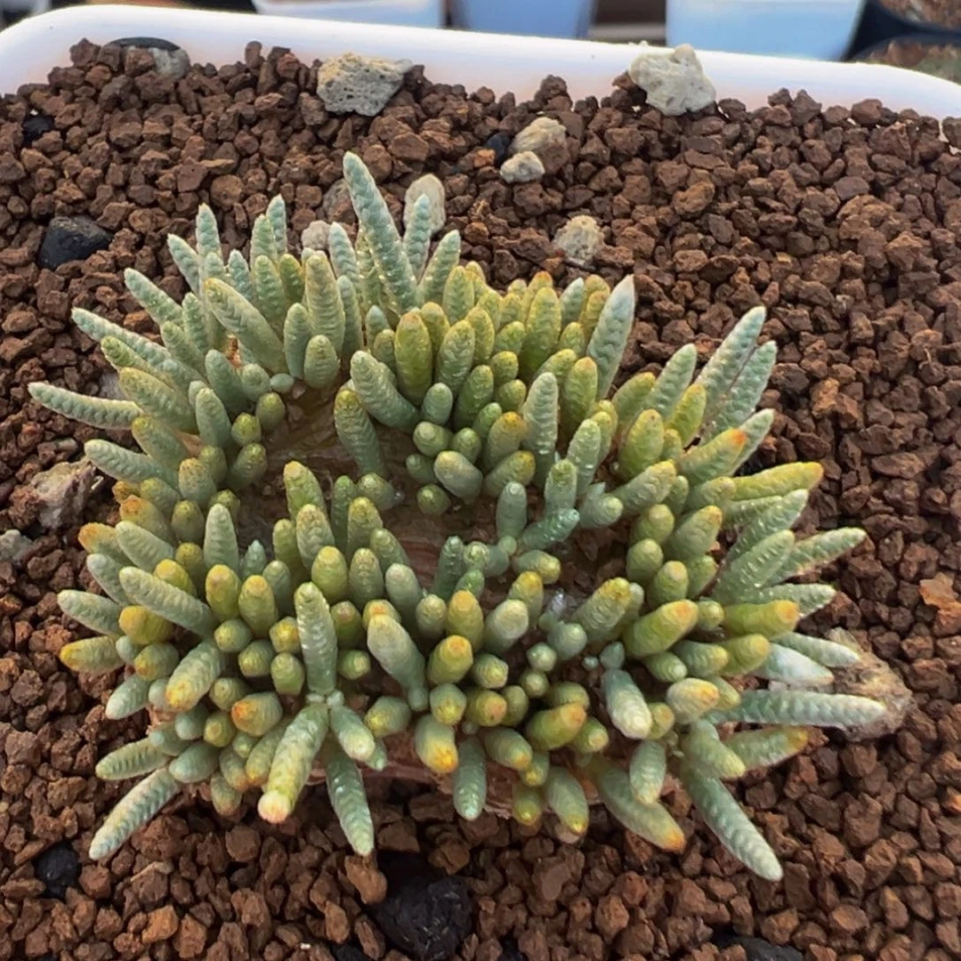 69多肉植物百科知识