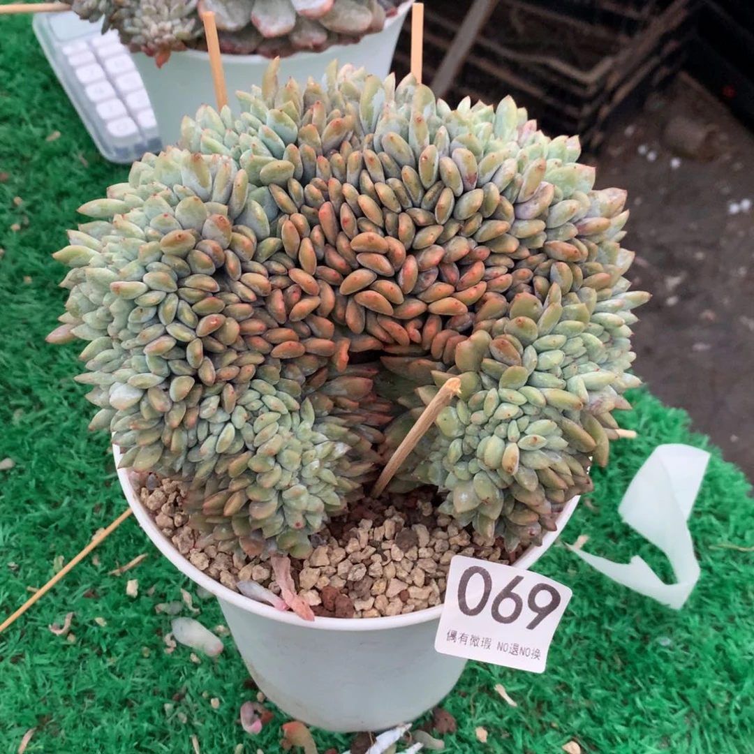 069橙子11111111111111