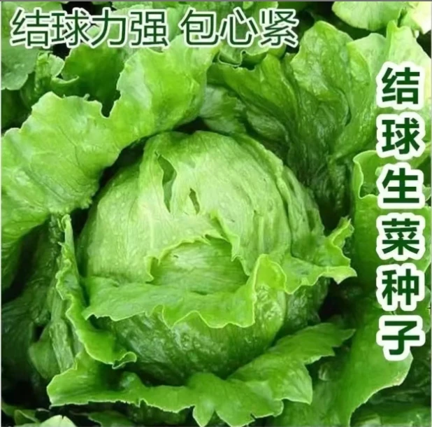 【球形生菜种子】四季播蔬菜种籽清脆香爽口阳台盆栽子生菜种子