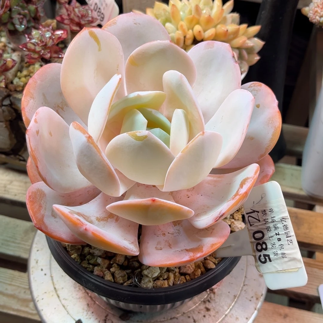 国奶多肉植物runvnvn