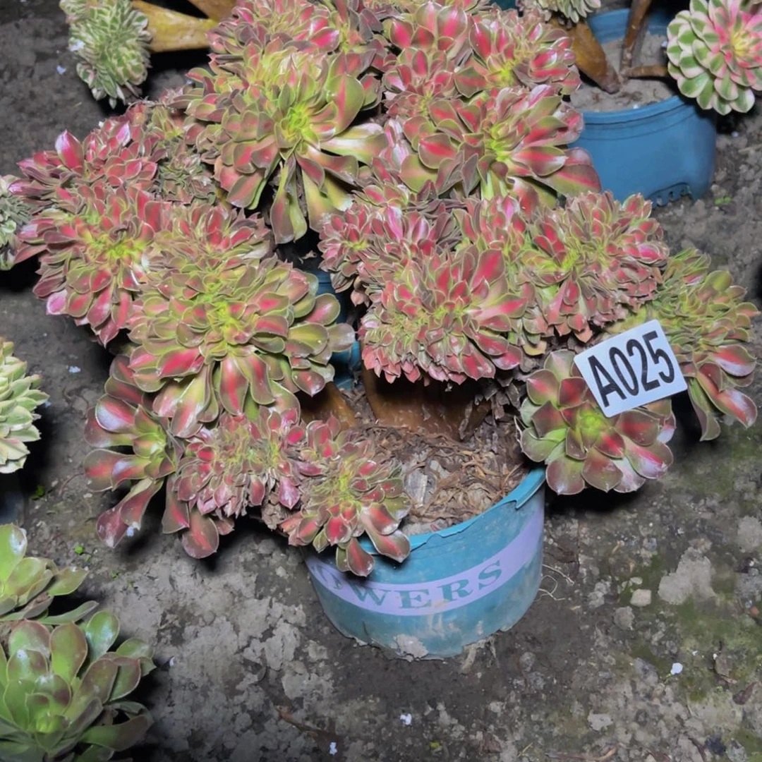 女巫宽中班16////-6包邮